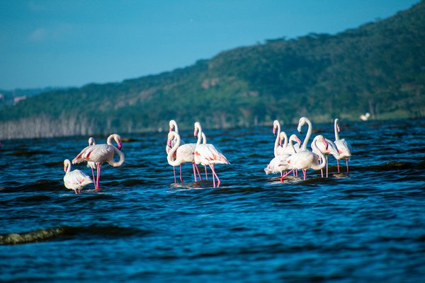 Quelles croisières offrent des excursions pour observer les flamants roses au Kenya?